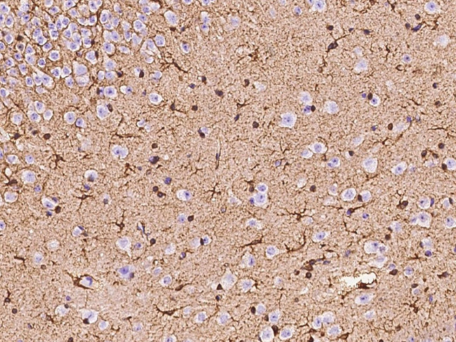 Glutamine Synthetase Antibody in Immunohistochemistry (Paraffin) (IHC (P))