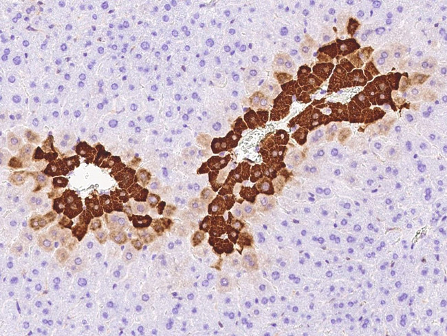 Glutamine Synthetase Antibody in Immunohistochemistry (Paraffin) (IHC (P))