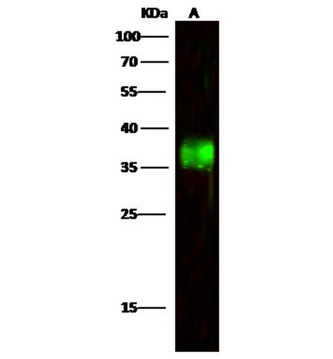 A33 Antibody in Western Blot (WB)