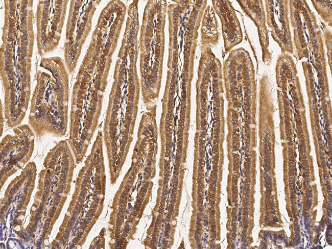 IL36B Antibody in Immunohistochemistry (Paraffin) (IHC (P))