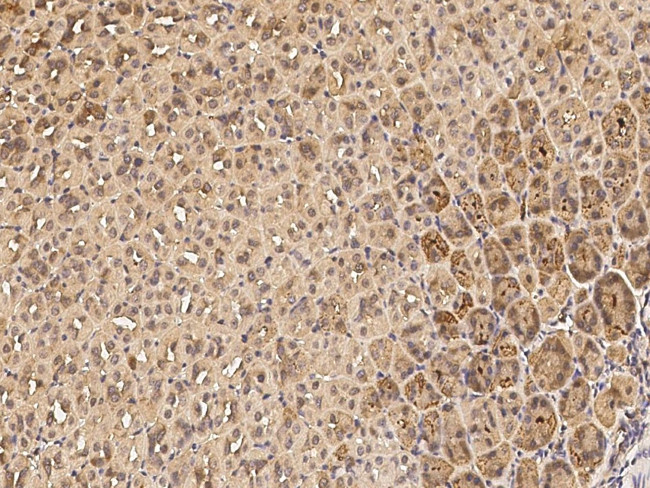 IL36B Antibody in Immunohistochemistry (Paraffin) (IHC (P))