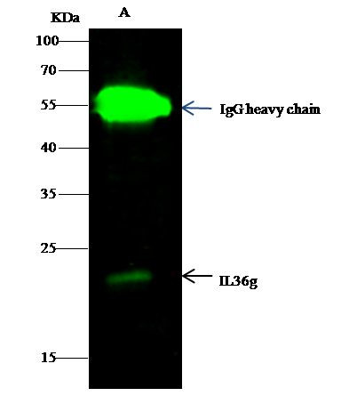 IL1F9 Antibody in Immunoprecipitation (IP)