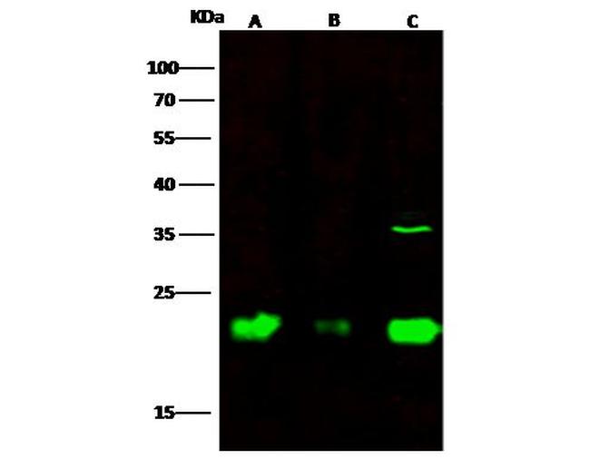 IL1F9 Antibody in Western Blot (WB)