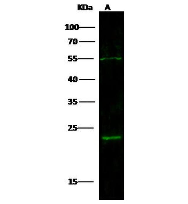 IL-21 Antibody in Western Blot (WB)