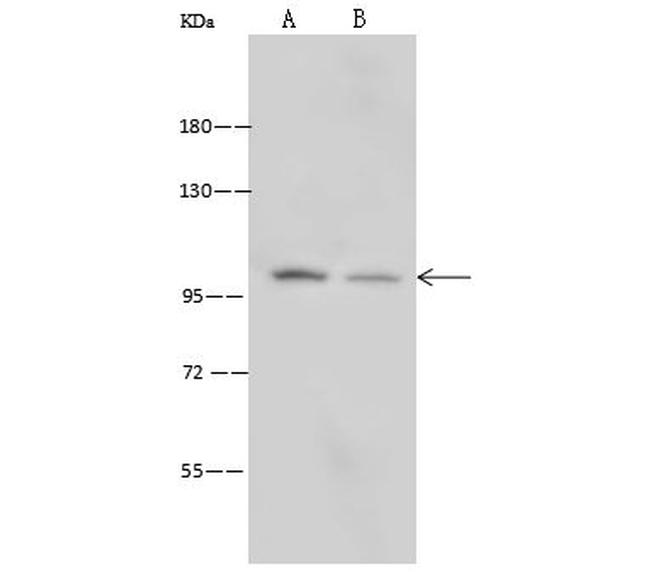 ITGA3 Antibody in Western Blot (WB)