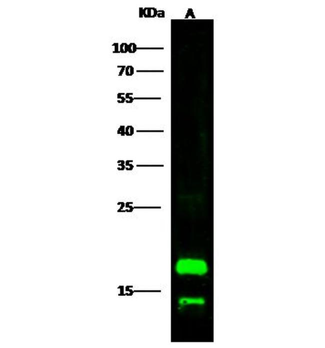 SCF Antibody in Western Blot (WB)