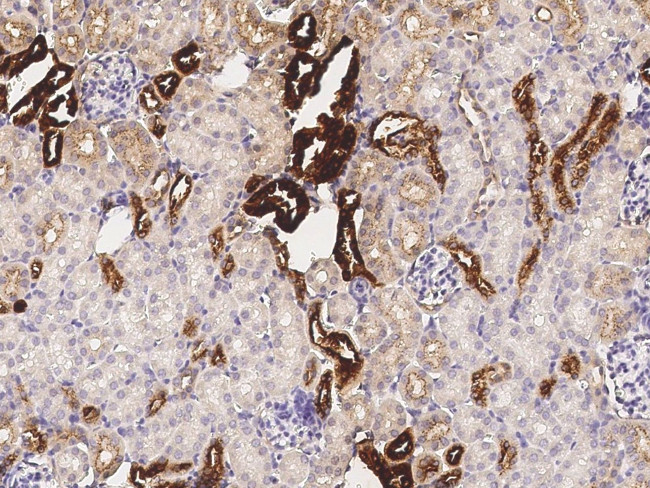 Kallikrein 1 Antibody in Immunohistochemistry (Paraffin) (IHC (P))