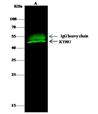 KYNU Antibody in Immunoprecipitation (IP)