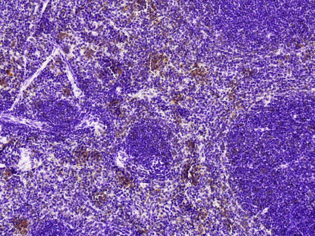 LAIR1 Antibody in Immunohistochemistry (Paraffin) (IHC (P))