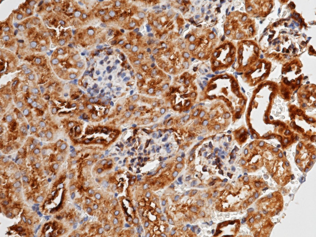 METAP2 Antibody in Immunohistochemistry (Paraffin) (IHC (P))