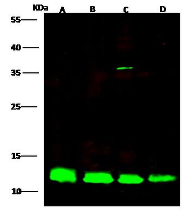 MIF Antibody in Western Blot (WB)