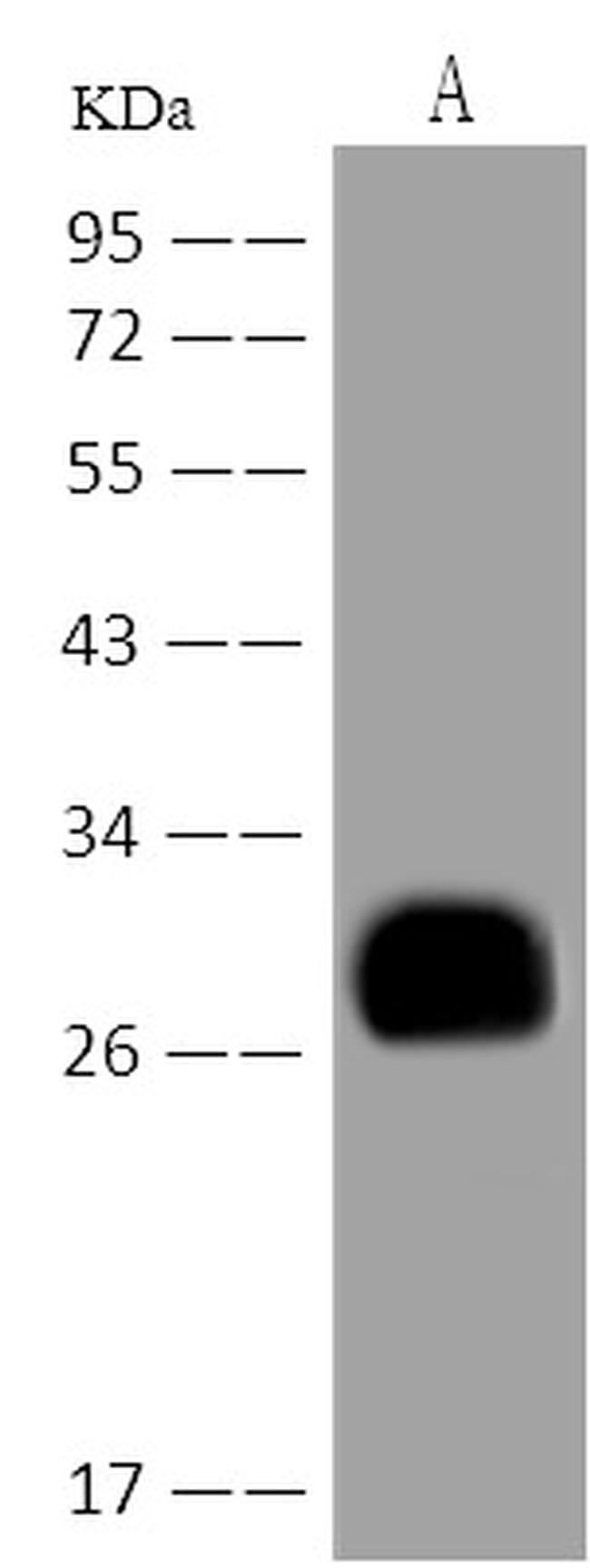 MOG Antibody in Western Blot (WB)