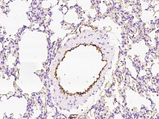 EPCR Antibody in Immunohistochemistry (Paraffin) (IHC (P))