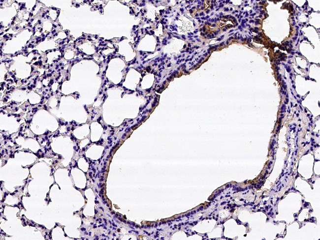 Prostasin Antibody in Immunohistochemistry (Paraffin) (IHC (P))