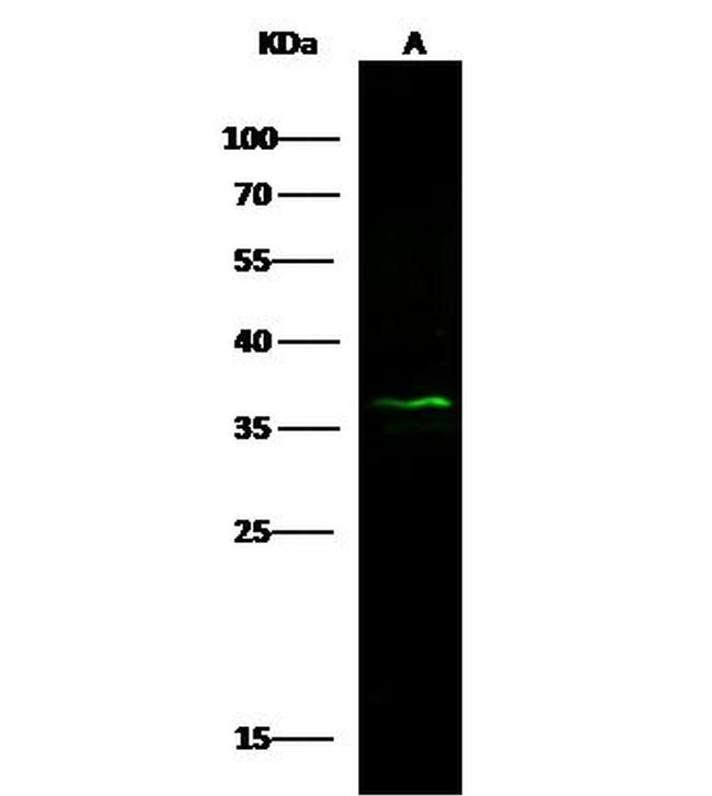 Prostasin Antibody in Western Blot (WB)