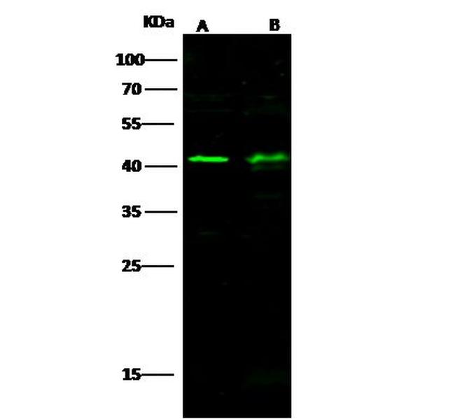 TRAIL Antibody in Western Blot (WB)