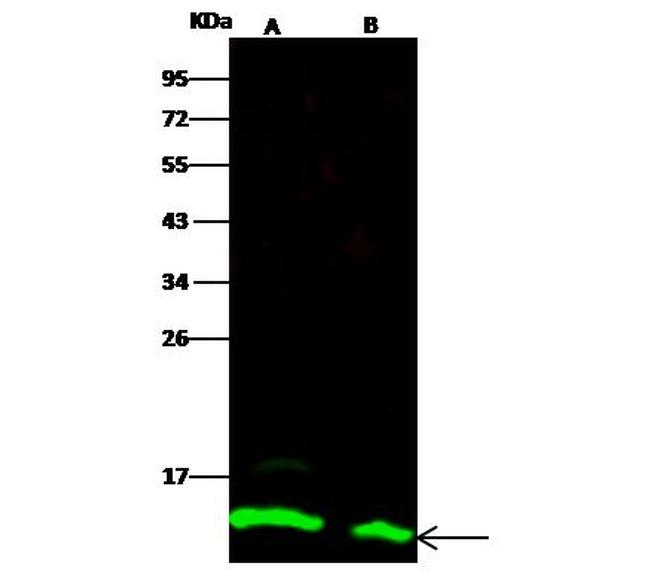 Thioredoxin 1 Antibody in Western Blot (WB)