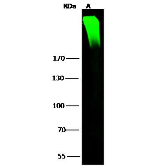 ARID1A Antibody in Western Blot (WB)