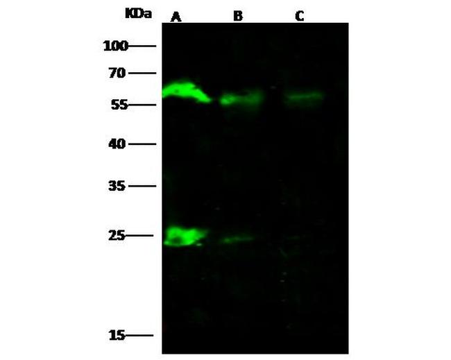 ARIH2 Antibody in Western Blot (WB)