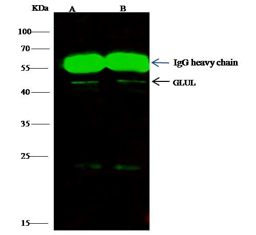 Glutamine Synthetase Antibody in Immunoprecipitation (IP)