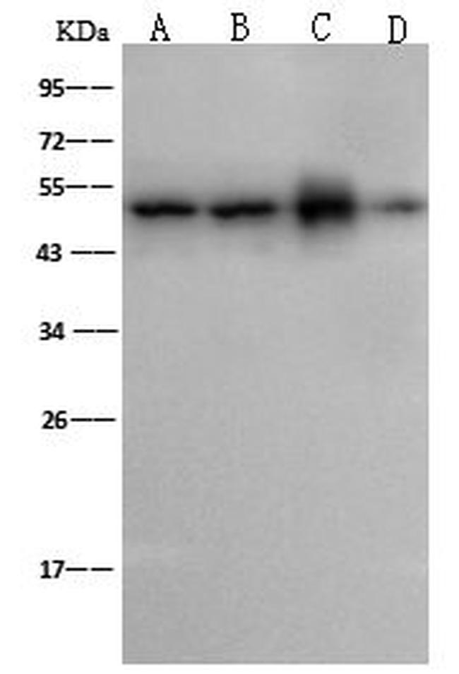 MEK7 Antibody in Western Blot (WB)