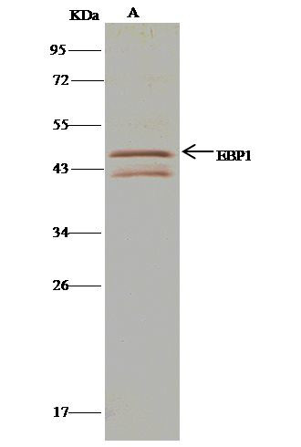 MYOD Antibody in Immunoprecipitation (IP)