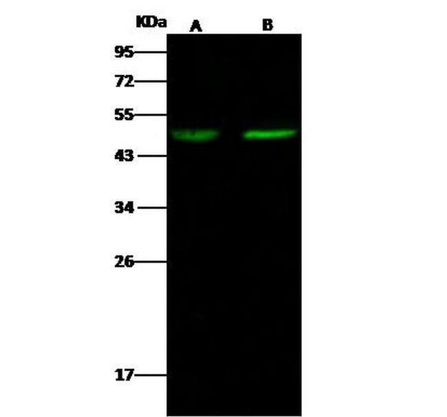 MYOD Antibody in Western Blot (WB)