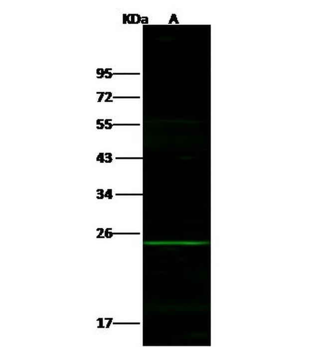 PDGF-B Antibody in Western Blot (WB)