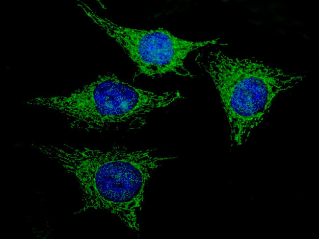 REA Antibody in Immunocytochemistry (ICC/IF)