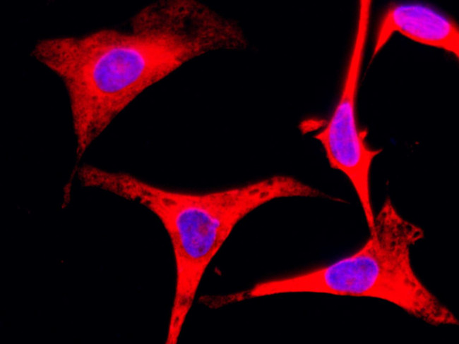 RPS3 Antibody in Immunocytochemistry (ICC/IF)