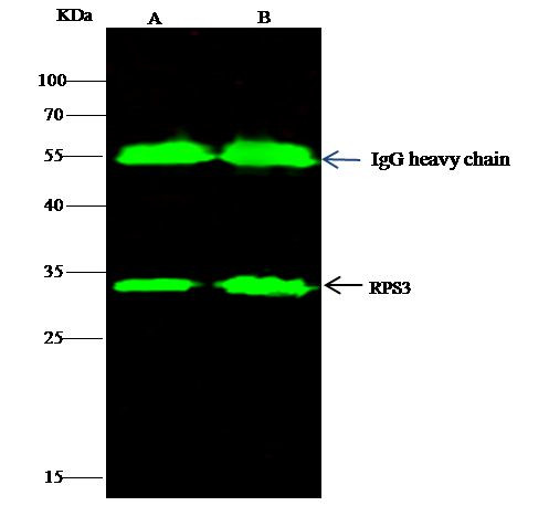 RPS3 Antibody in Immunoprecipitation (IP)