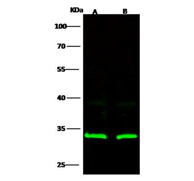 RPS3 Antibody in Western Blot (WB)