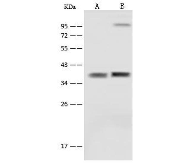 SFXN5 Antibody in Western Blot (WB)