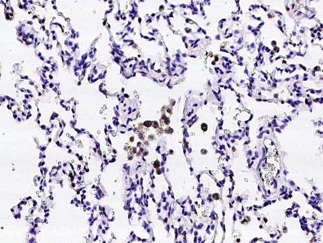 CD16/CD32 Antibody in Immunohistochemistry (Paraffin) (IHC (P))