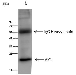 Adenylate Kinase 1 Antibody in Immunoprecipitation (IP)