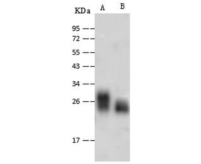 Adenylate Kinase 1 Antibody in Western Blot (WB)