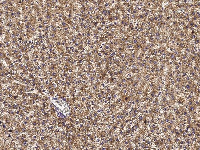 alpha-1 Microglobulin Antibody in Immunohistochemistry (Paraffin) (IHC (P))