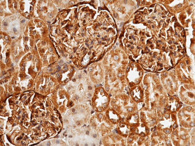 BCAM Antibody in Immunohistochemistry (Paraffin) (IHC (P))