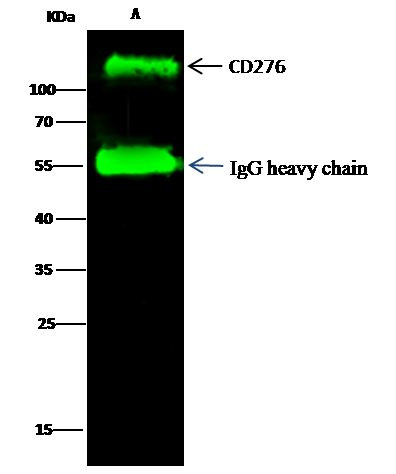 B7-H3 Antibody in Immunoprecipitation (IP)