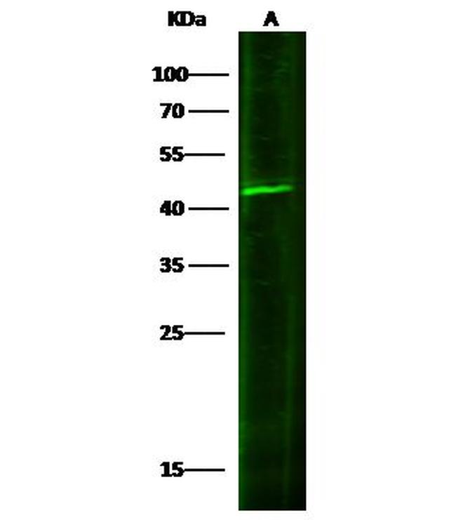 IL20RB Antibody in Western Blot (WB)