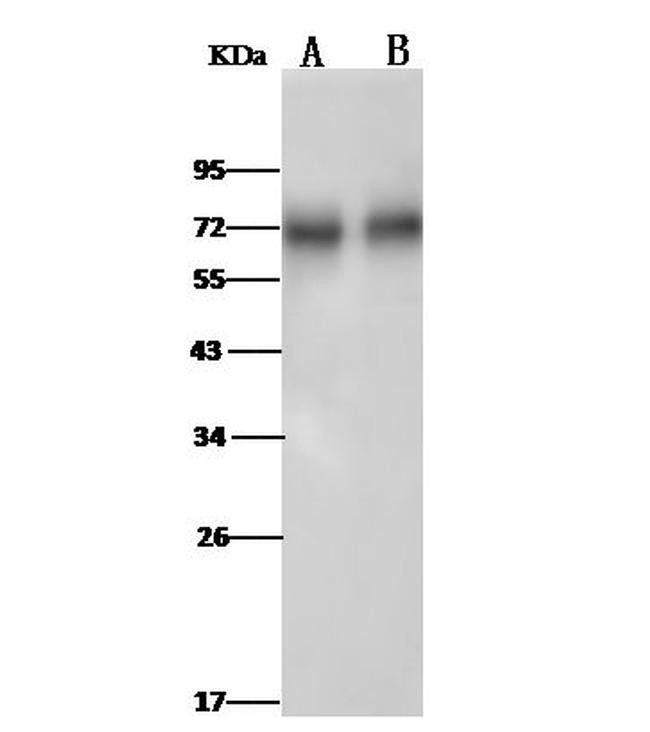 CD73 Antibody in Western Blot (WB)