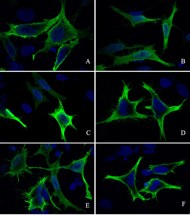 E Tag Antibody in Immunocytochemistry (ICC/IF)