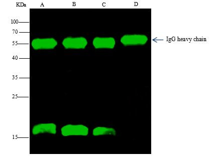 S-peptide Epitope Tag Antibody in Immunoprecipitation (IP)