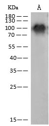 Influenza H1N1 HA (A/California/07/2009) Antibody in Western Blot (WB)