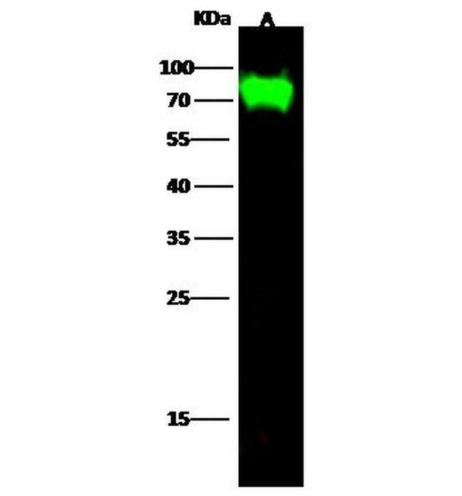 Influenza A H9N2 HA Antibody in Western Blot (WB)