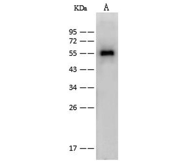 Influenza A NP Antibody in Western Blot (WB)