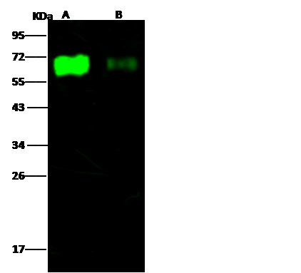 Influenza A H3N2 HA1 (A/Aichi/2/1968) Antibody in Western Blot (WB)