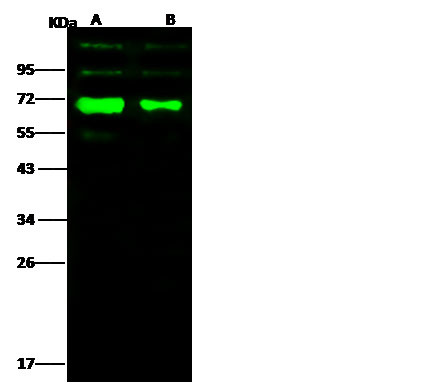 Influenza A H3N2 HA (A/Wyoming/03/2003) Antibody in Western Blot (WB)