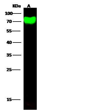 Influenza A H6N1 HA (A/northern shoveler/California/HKWF115/2007) Antibody in Western Blot (WB)