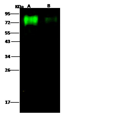 Influenza B HA1 (B/Brisbane/60/2008) Antibody in Western Blot (WB)